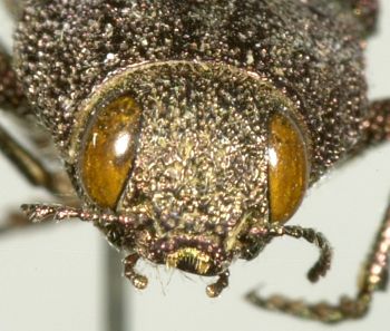 Media type: image;   Entomology 2664 Aspect: head frontal view